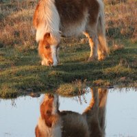 Shetland Pony